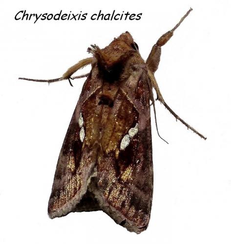 Réf. 198 760 : Chrysodeixis chalcites